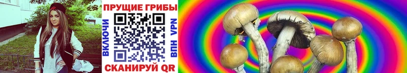 Купить  Карачаевск  Псилоцибиновые грибы GOLDEN TEACHER 